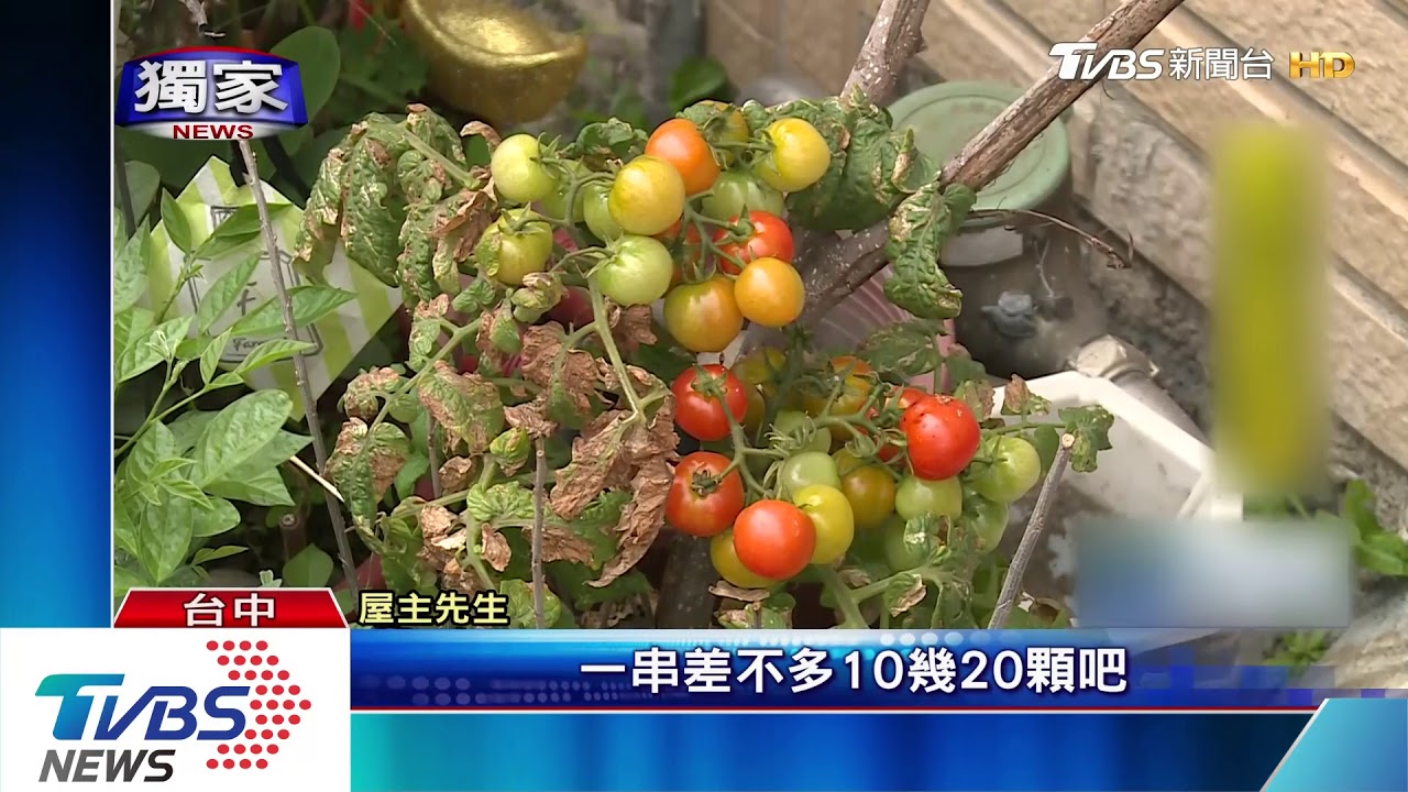 婦摘番茄現吃還「外帶」亂翻信箱還推門 屋主傻眼