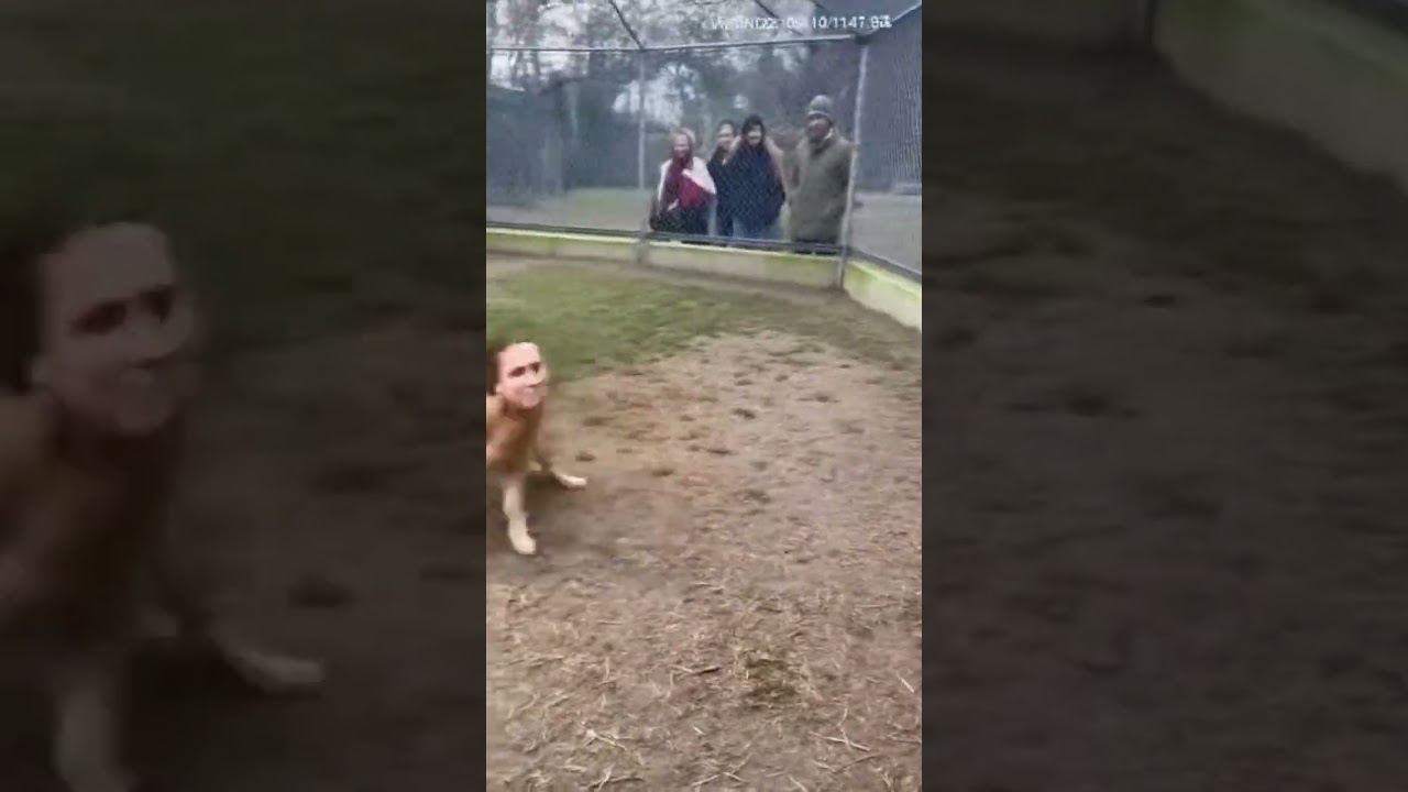 Interrupted feeding window Thumbnail