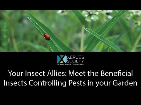 Your Insect Allies: Meet the Beneficial Insects Controlling Pests in your Garden