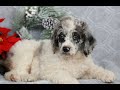 Standard Poodle dogs for sale: Patty  - Video 1