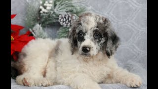 Video preview image #1 Poodle (Standard) Puppy For Sale in LANCASTER, PA, USA