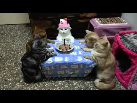 Cumplaños gatos Kitty Birthday