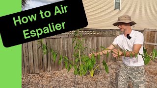 How to Air Espalier Fruit Trees