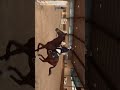 Cavallo purosangue inglese molto bravo Torino