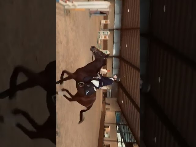 Cavallo purosangue inglese molto bravo Torino