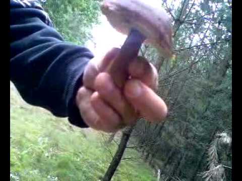 Die Breiten beim Pilze sammeln