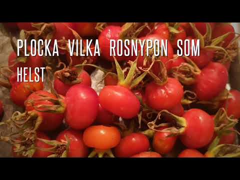 Gör egen nyponsoppa