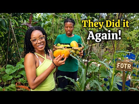 Children Thriving in My Container Garden with Massive Fruit Harvest