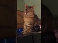 Epic Cat Slap