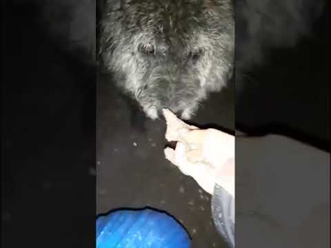 Homeless Dogs live in a field of Romania. June 2021. part 1.