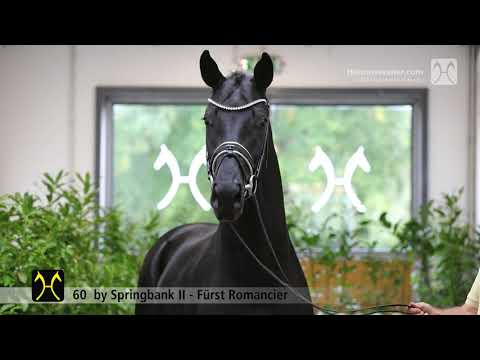 Verden Stallion Licensing 2021 - Dressage - Nov - No. 60 Stallion by Springbank II - Fürst Romancier