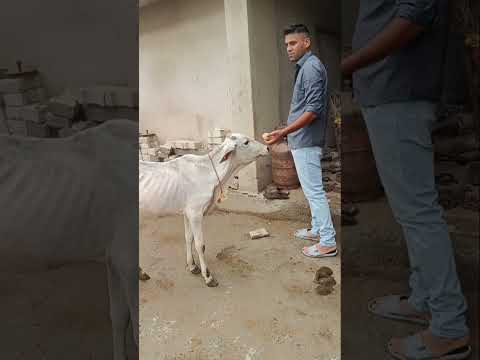 Kanav ka 9 month bday with gau mata #dailyvlog #cutebaby #youtubeshorts