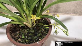 Lan Rừng Buôn Đôn phiên sáng ngày 8/4/2021 chia sẻ kiếm vàng tây ninh sần nhẹ Sđt 0962237739