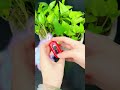 Fizzyvape Fyp Asmr Unboxing Shorts Fizzy
