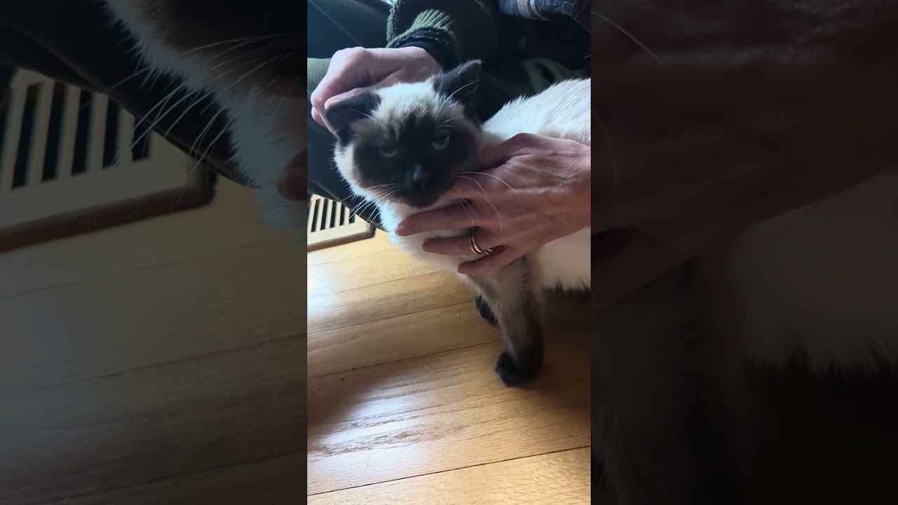 Enlarge Solstice , a ADOPTABLE mixed breed in Hendersonville, NC video 4/4