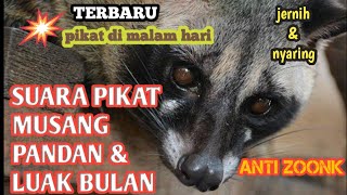 Download lagu suara pikat musang pandan dan luawak bulan#suarapikat mp3 Download lagu suara pikat musang pandan dan luawak bulan#suarapikat mp3
