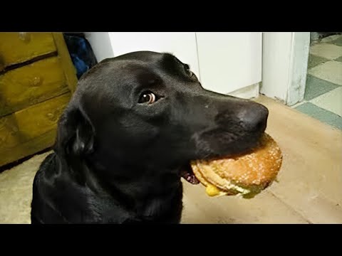 Funny Dogs And Cats Videos 2024 😅 Best Funniest Animal Videos of February!