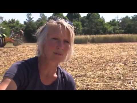 b 343 Bluemen BR Untersaat  Was bringt Gras im Getreidefeld   Unser Land   BR