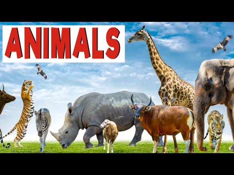 Learn About Animals - For Kids