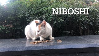 ジャパーンなフード、煮干しはあんまりお好みじゃ無い様子の上海のノラ猫親子