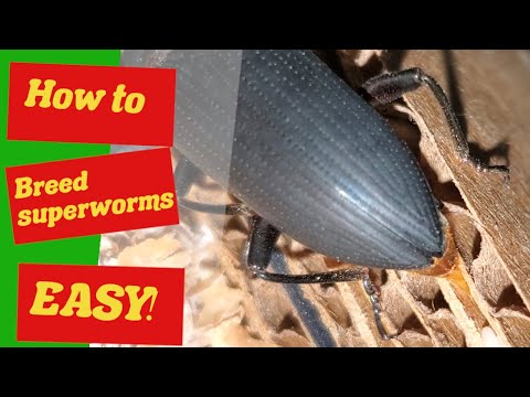 Start your own Superworm Colony - How to breed Superworms Easy - Superworm Farm - Zophobas morio