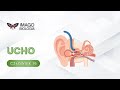 Ucho