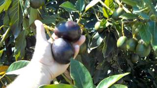 Avocado Mexicola.AVI