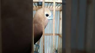 Download lagu emprit kaji rasa perkutut😁👍👍 mp3