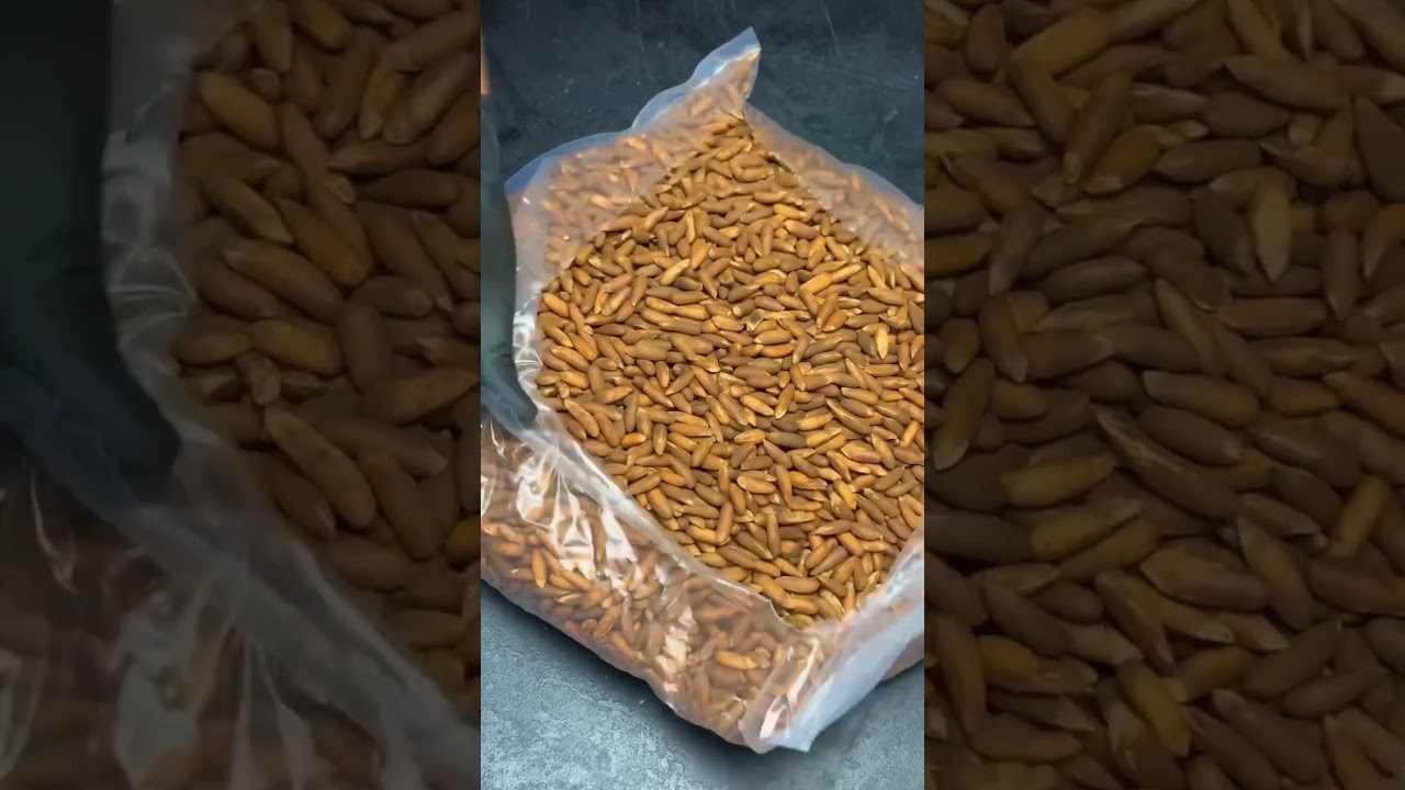 Fresh Afghani Chilgoza Now in Pakistan | Khan Dry Fruits