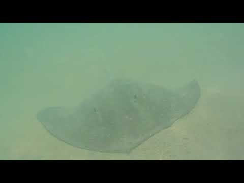 2017 03 30 Malediven Underwater KURZ