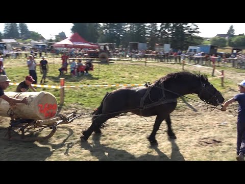 Concurs cu cai de tractiune - Proba Speciala - Marisel, Cluj 17 Iulie 2021 Nou!!!