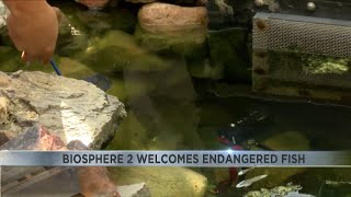 U of A's Biosphere 2 welcomes endangered species