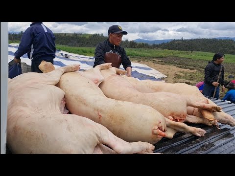 WEDDING PREPARATION FOR: GEOVANNY CAIZA & ANAHI PARCO //GUAMOTE CHIMBORAZO 2023//