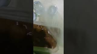 Download lagu terimakasih kolaknya bak Nopi #kolakkolangkaling mp3