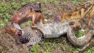The best battles of the animal world, Harsh Life of Wild Animals, Lion, Buffalo, Leopard, Jackal,