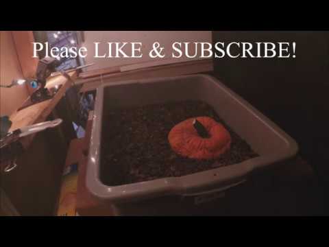 In-progress Time-Lapse Sneak Peeks - worm compost farm vermicomposting