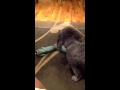 Funny Animals Poodle Has Unique Style For Romancing Her T