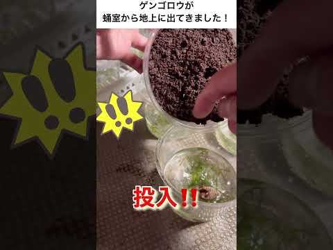 水域で狩りをするGerris lacustrisまたは水グモ