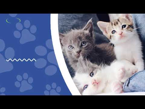 5 MOTIVE PENTRU CARE SĂ AI O PISICĂ ÎN VIAȚA TA