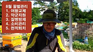 8월의 꿀벌관리, 여왕교체, 약군지원, 질병관리, 소비보관, 천적 퇴치