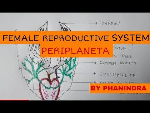 Inter 2nd year SYNAPTIC TRANSMISSION ZOOLOGY