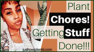 Let's Take Care Of Houseplants: Tackling Plant Chores & Plant Tasks On My Plant To Do List