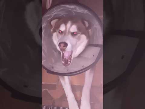 PERRO VAMPIRO ASUSTA EN LA NOCHE!!! #viral #shorts #dogs #perros #shortvideo