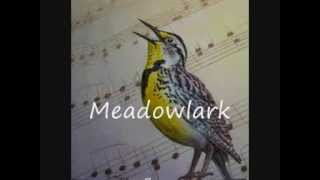 Meadowlark