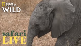 Safari Live - Day 204 | Nat Geo Wild by Nat Geo WILD