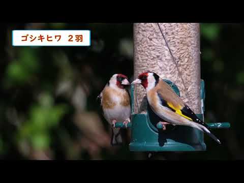 カラフルな鳥の特徴と写真 -