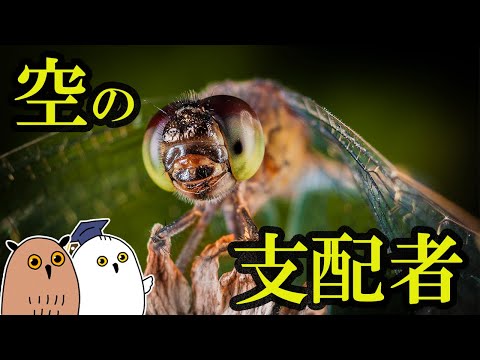 IUCN分類における絶滅の危険性を示す図。
