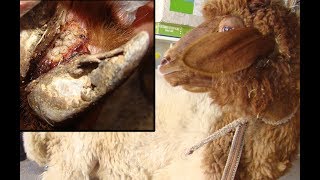 Treatment of wound infected with worms.