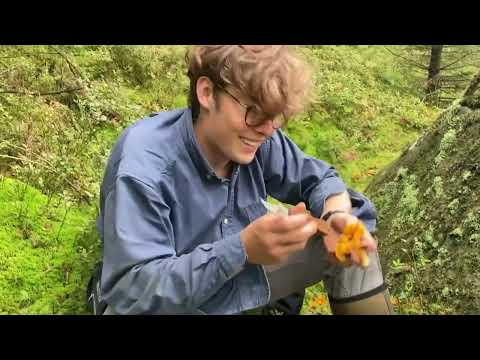 Rapport från kantarellskogen, Göteborg 2023-08-10