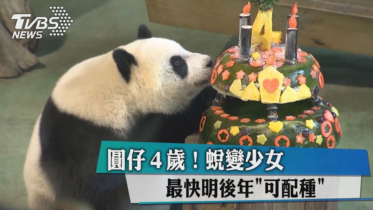 圓仔4歲蛻變少女! 最快明後年可配種